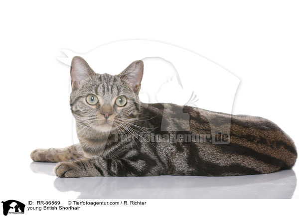 junge Britisch Kurzhaar / young British Shorthair / RR-86569