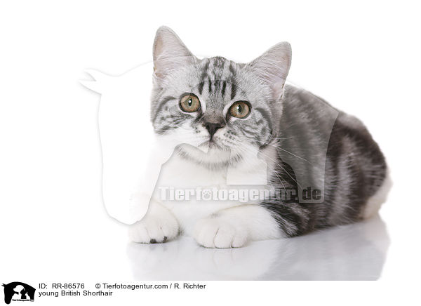 junge Britisch Kurzhaar / young British Shorthair / RR-86576