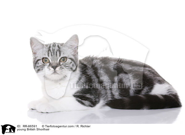 junge Britisch Kurzhaar / young British Shorthair / RR-86591