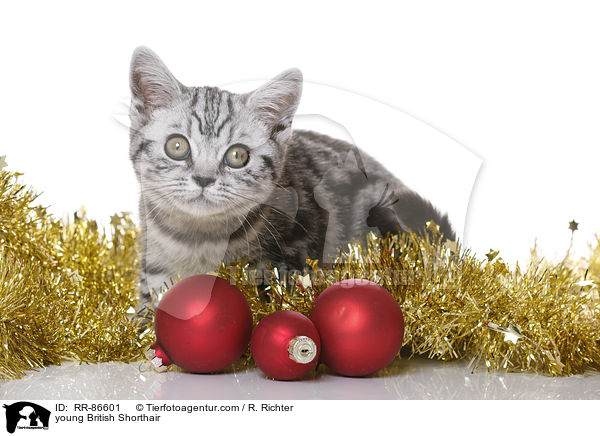 junge Britisch Kurzhaar / young British Shorthair / RR-86601