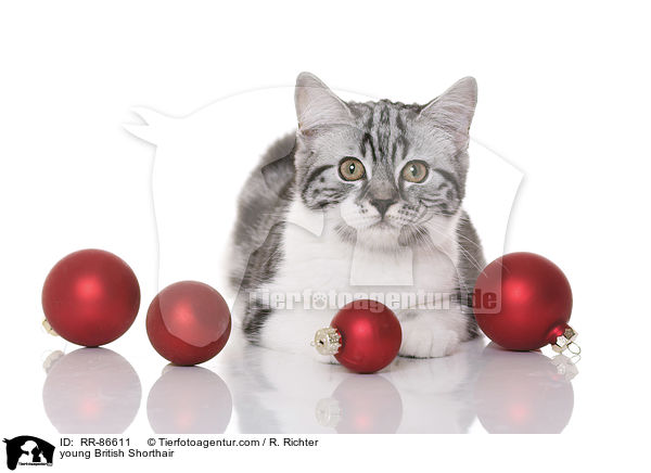 junge Britisch Kurzhaar / young British Shorthair / RR-86611