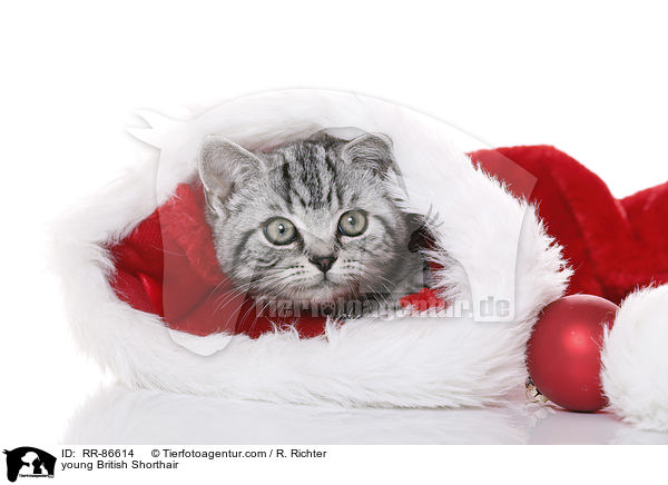 junge Britisch Kurzhaar / young British Shorthair / RR-86614