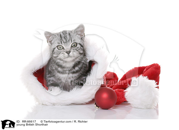 junge Britisch Kurzhaar / young British Shorthair / RR-86617
