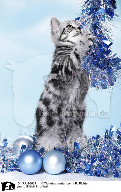 junge Britisch Kurzhaar / young British Shorthair / RR-86627