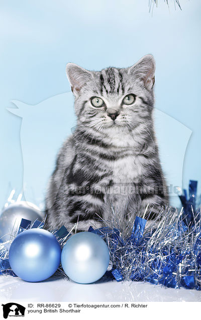 junge Britisch Kurzhaar / young British Shorthair / RR-86629