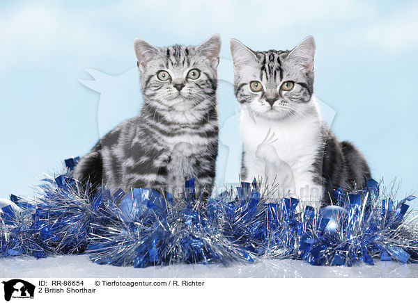 2 Britisch Kurzhaar / 2 British Shorthair / RR-86654