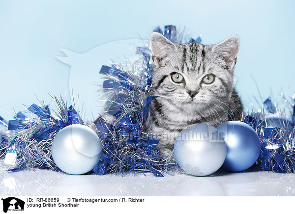 junge Britisch Kurzhaar / young British Shorthair / RR-86659