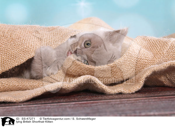 liegendes Britisch Kurzhaar Ktzchen / lying British Shorthair Kitten / SS-47271