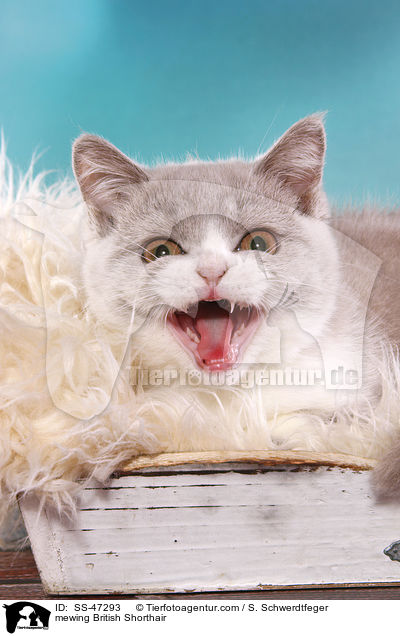 Britisch Kurzhaar miaut / mewing British Shorthair / SS-47293