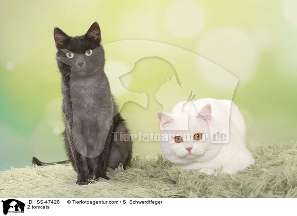 2 Katzer / 2 tomcats / SS-47428