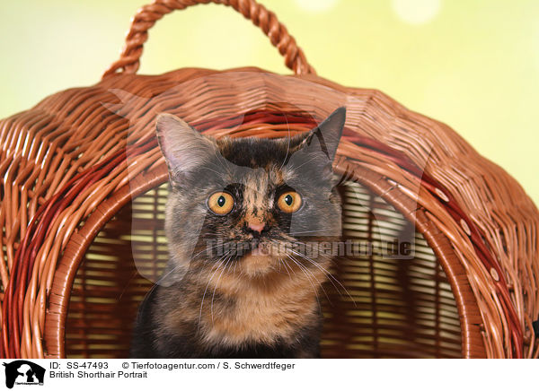 Britisch Kurzhaar Portrait / British Shorthair Portrait / SS-47493