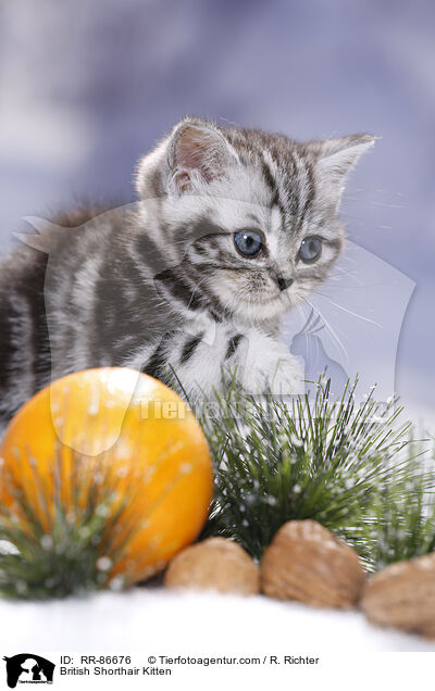 Britisch Kurzhaar Ktzchen / British Shorthair Kitten / RR-86676