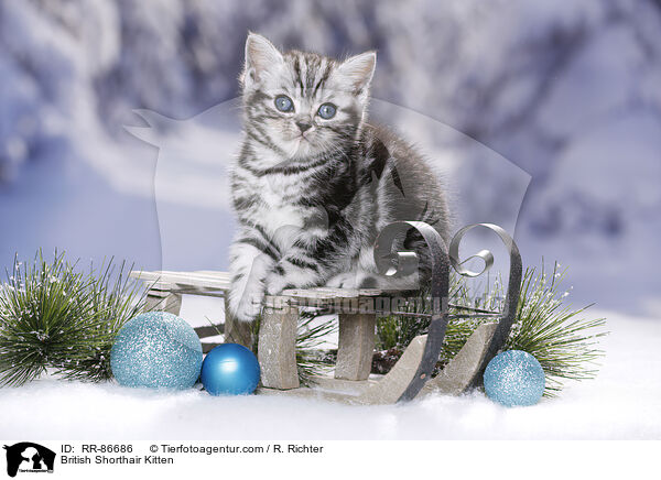 Britisch Kurzhaar Ktzchen / British Shorthair Kitten / RR-86686