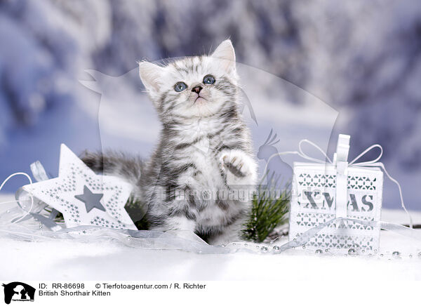 Britisch Kurzhaar Ktzchen / British Shorthair Kitten / RR-86698
