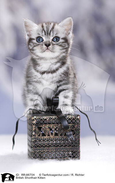 Britisch Kurzhaar Ktzchen / British Shorthair Kitten / RR-86704