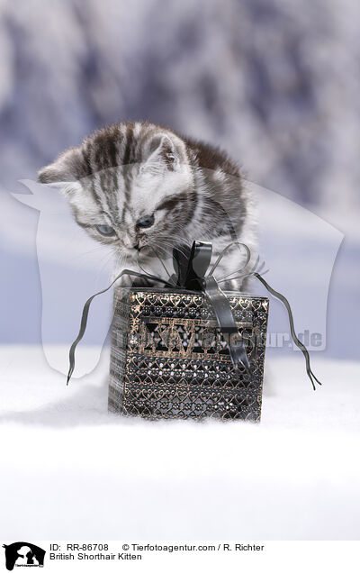 Britisch Kurzhaar Ktzchen / British Shorthair Kitten / RR-86708