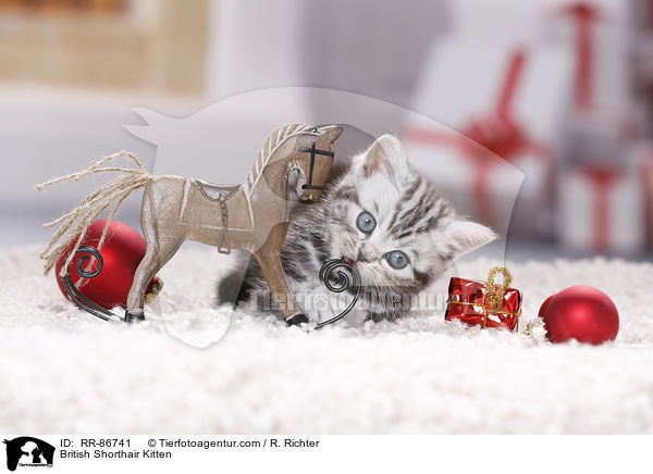 Britisch Kurzhaar Ktzchen / British Shorthair Kitten / RR-86741
