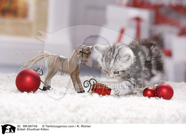 Britisch Kurzhaar Ktzchen / British Shorthair Kitten / RR-86746