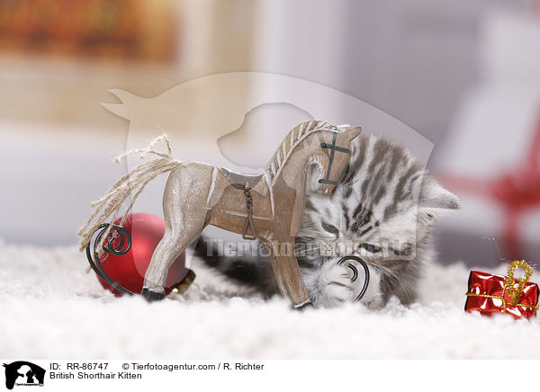 Britisch Kurzhaar Ktzchen / British Shorthair Kitten / RR-86747