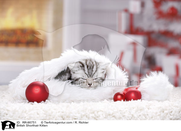 Britisch Kurzhaar Ktzchen / British Shorthair Kitten / RR-86751
