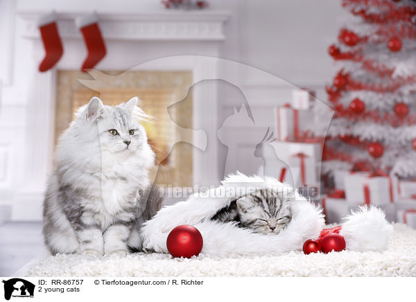 2 young cats / RR-86757