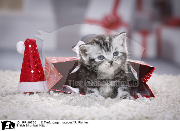 Britisch Kurzhaar Ktzchen / British Shorthair Kitten / RR-86796