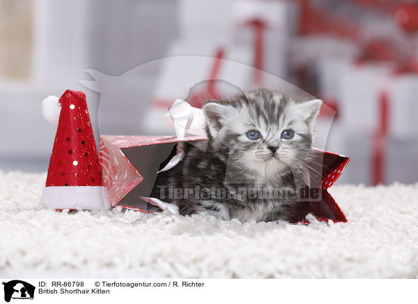 Britisch Kurzhaar Ktzchen / British Shorthair Kitten / RR-86798