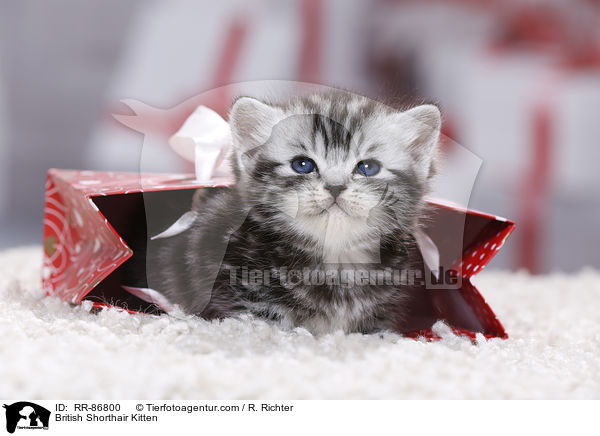 Britisch Kurzhaar Ktzchen / British Shorthair Kitten / RR-86800
