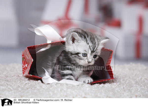 Britisch Kurzhaar Ktzchen / British Shorthair Kitten / RR-86812