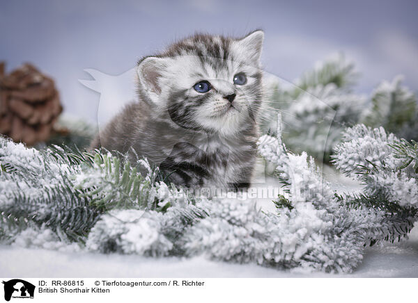 Britisch Kurzhaar Ktzchen / British Shorthair Kitten / RR-86815