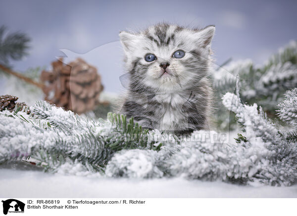 Britisch Kurzhaar Ktzchen / British Shorthair Kitten / RR-86819