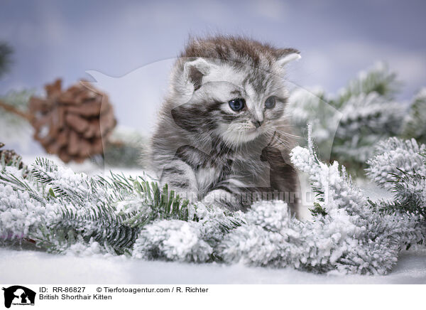 Britisch Kurzhaar Ktzchen / British Shorthair Kitten / RR-86827