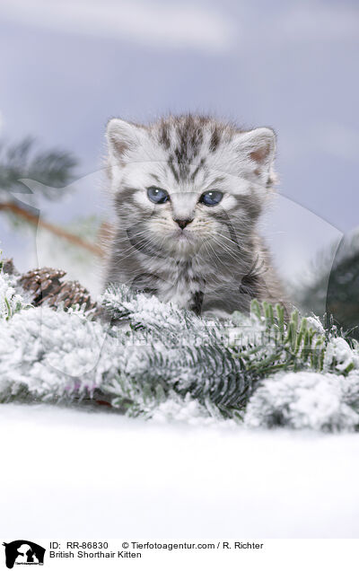 Britisch Kurzhaar Ktzchen / British Shorthair Kitten / RR-86830