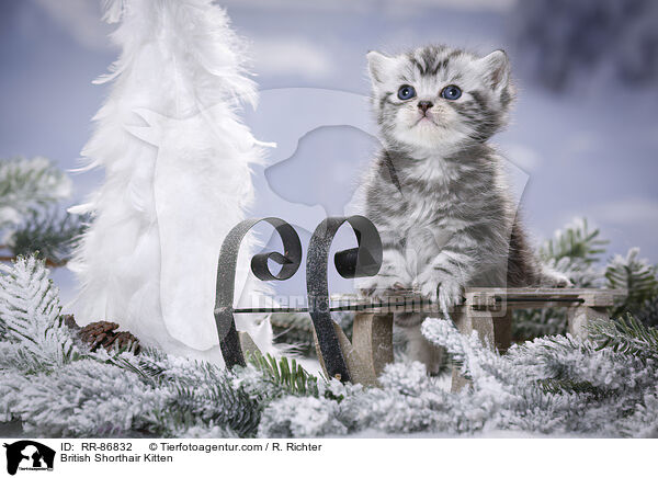 British Shorthair Kitten / RR-86832