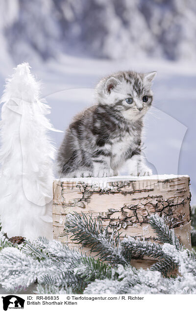 Britisch Kurzhaar Ktzchen / British Shorthair Kitten / RR-86835