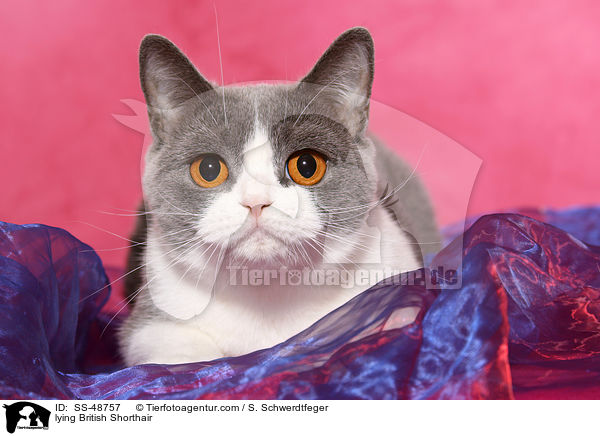liegende Britisch Kurzhaar / lying British Shorthair / SS-48757