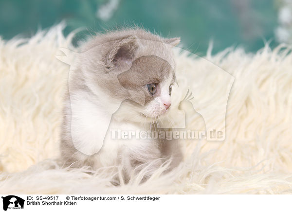 Britisch Kurzhaar Ktzchen / British Shorthair Kitten / SS-49517