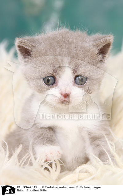 Britisch Kurzhaar Ktzchen / British Shorthair Kitten / SS-49519