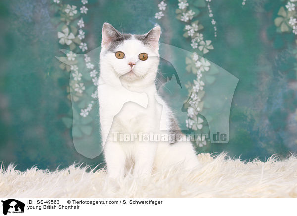 junge Britisch Kurzhaar / young British Shorthair / SS-49563
