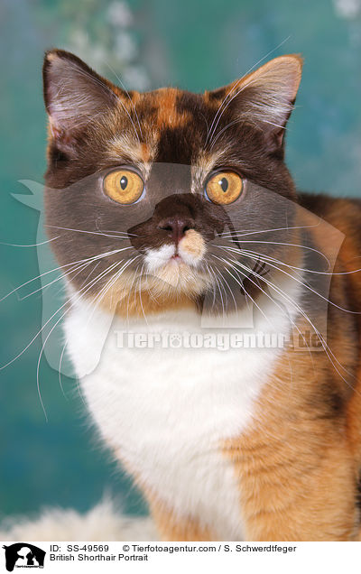 Britisch Kurzhaar Portrait / British Shorthair Portrait / SS-49569