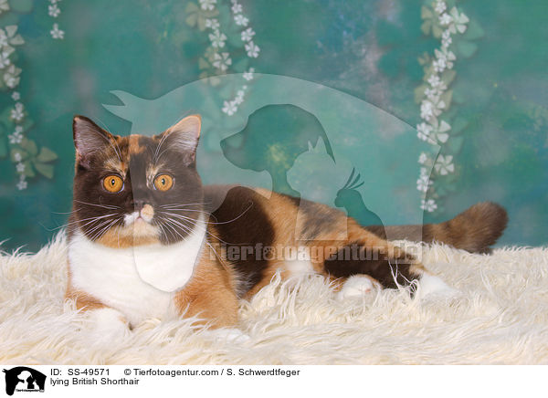 liegende Britisch Kurzhaar / lying British Shorthair / SS-49571