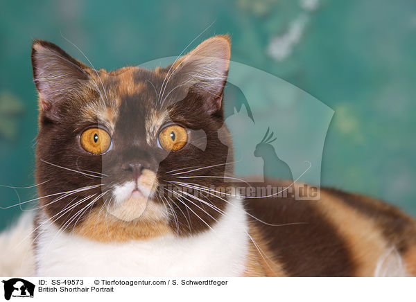 Britisch Kurzhaar Portrait / British Shorthair Portrait / SS-49573