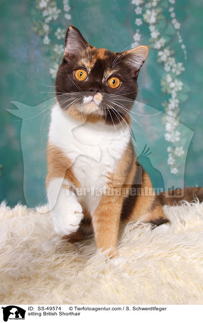 sitzende Britisch Kurzhaar / sitting British Shorthair / SS-49574