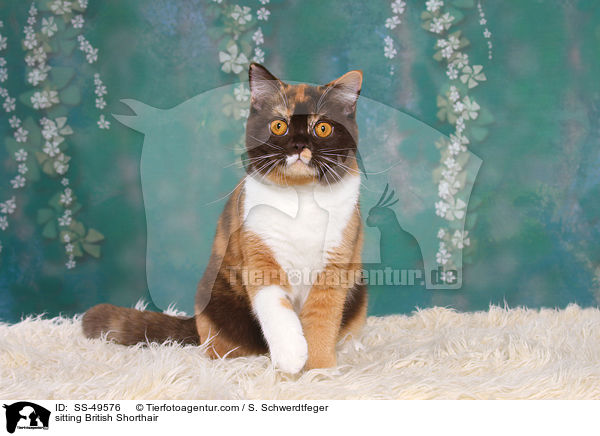 sitzende Britisch Kurzhaar / sitting British Shorthair / SS-49576