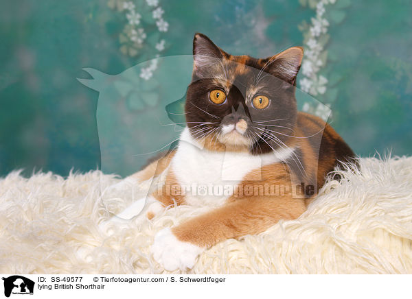 liegende Britisch Kurzhaar / lying British Shorthair / SS-49577
