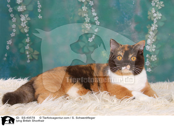 liegende Britisch Kurzhaar / lying British Shorthair / SS-49578