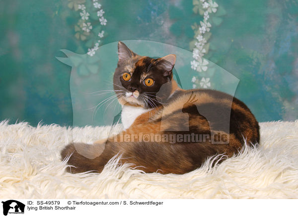 liegende Britisch Kurzhaar / lying British Shorthair / SS-49579