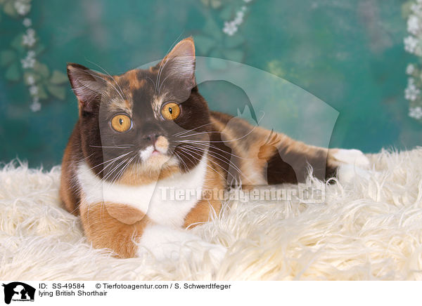 liegende Britisch Kurzhaar / lying British Shorthair / SS-49584