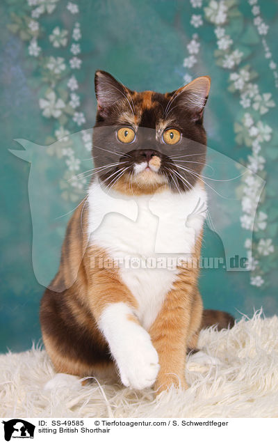 sitzende Britisch Kurzhaar / sitting British Shorthair / SS-49585