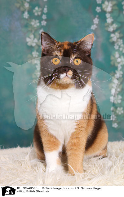 sitzende Britisch Kurzhaar / sitting British Shorthair / SS-49586